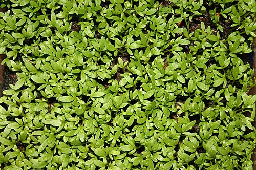 Gardencress pepperweed (Lepidium sativum)