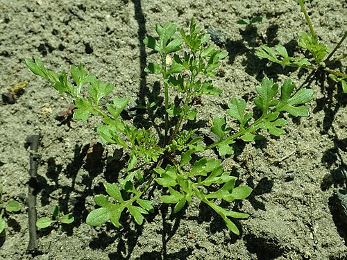 Gardencress pepperweed: Lepidium sativum , allotment garden in Szczecin, West Pomeranian Voivodeship, Poland.