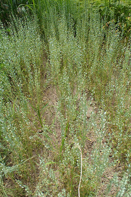 Gardencress pepperweed: Lepidium sativum 'Extra Triple Curled' in the UMCS Botanical Garden in Lublin