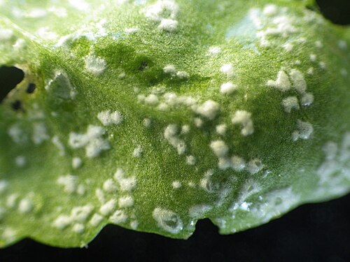 Gardencress pepperweed: The rust on the cress has caused white albugo pustules to form.