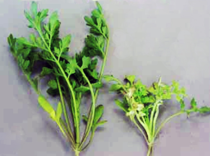 Gardencress pepperweed: Due to the downy mildew infestation, the right cress plant was severely damaged and shows a stunted growth.
