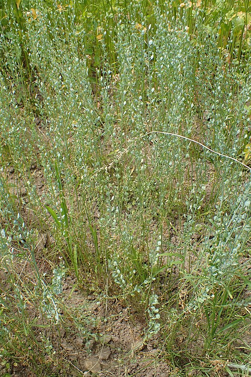 Gardencress pepperweed: Lepidium sativum 'Extra Triple Curled' in the UMCS Botanical Garden in Lublin