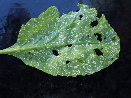 Gardencress pepperweed: The rust on the cress has caused white albugo pustules to form.