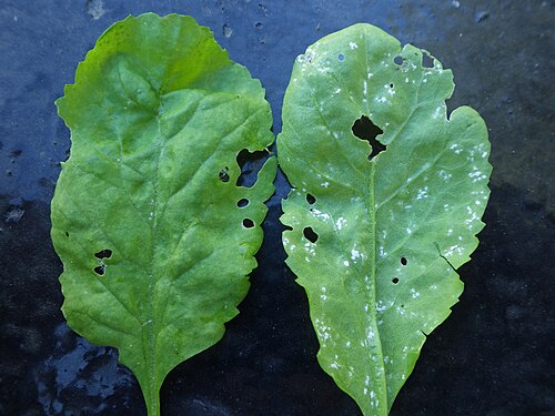 Gardencress pepperweed: The rust on the cress has caused white albugo pustules to form.