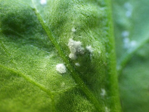 Gardencress pepperweed: The rust on the cress has caused white albugo pustules to form.