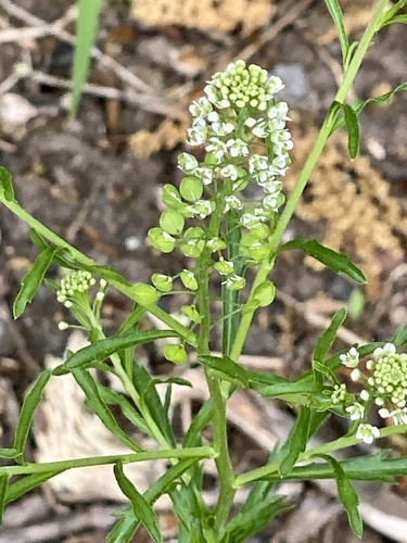 Virginia pepperweed (Lepidium virginicum)