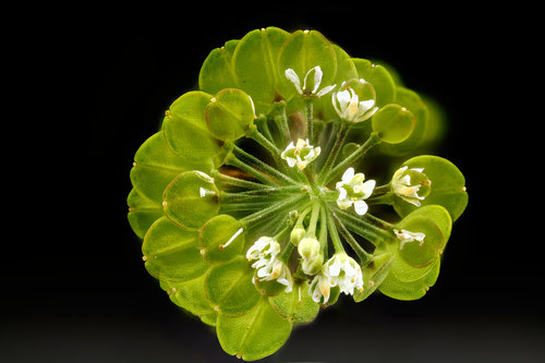 Virginia pepperweed (Lepidium virginicum)