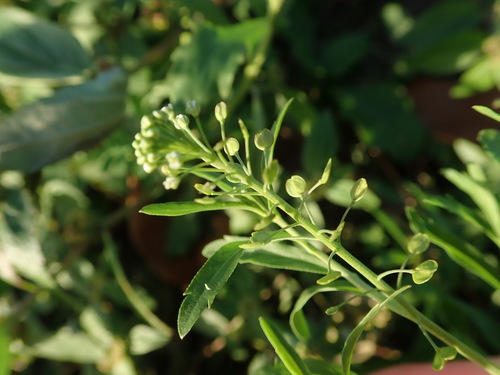 Virginia pepperweed (Lepidium virginicum)