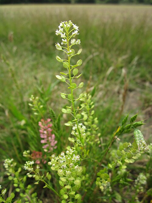 Virginia pepperweed: Virginische Kresse ( Lepidium virginicum ) bei Reilingen