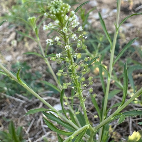 Virginia pepperweed (Lepidium virginicum)