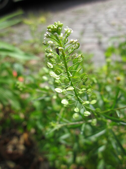 Virginia pepperweed: Virginische Kresse ( Lepidium virginicum ) an der Heinrich-Böcking-Straße in Saarbrücken