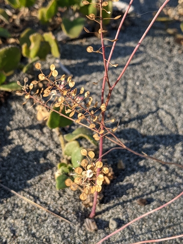 Virginia pepperweed (Lepidium virginicum)