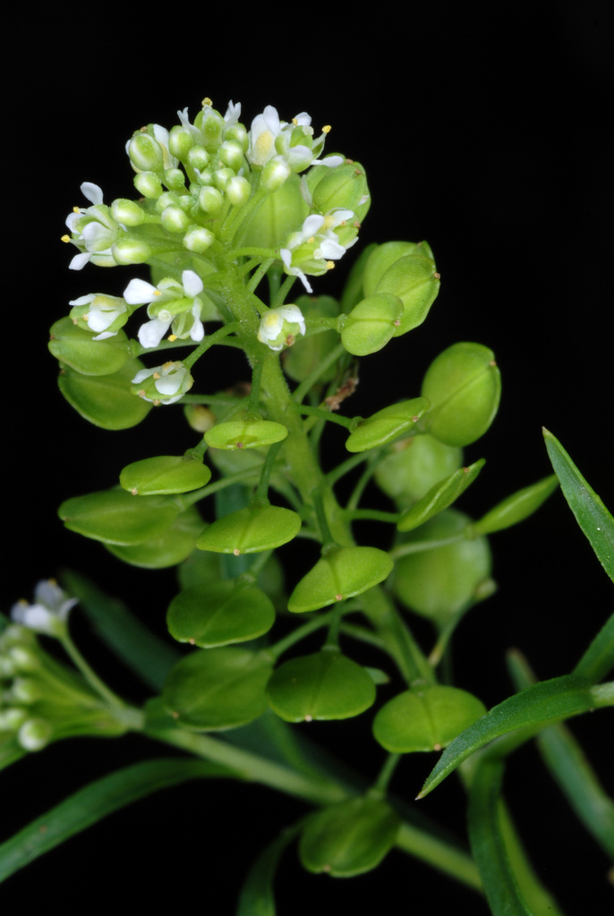 Virginia pepperweed (Lepidium virginicum)