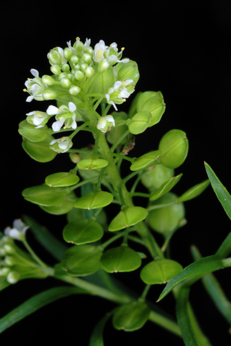 Virginia pepperweed