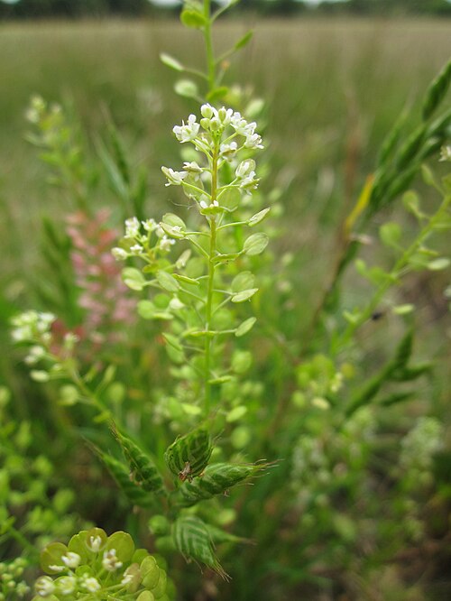 Virginia pepperweed: Virginische Kresse ( Lepidium virginicum ) bei Reilingen