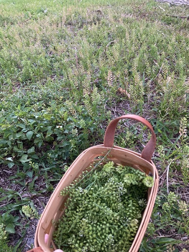 Virginia pepperweed (Lepidium virginicum)