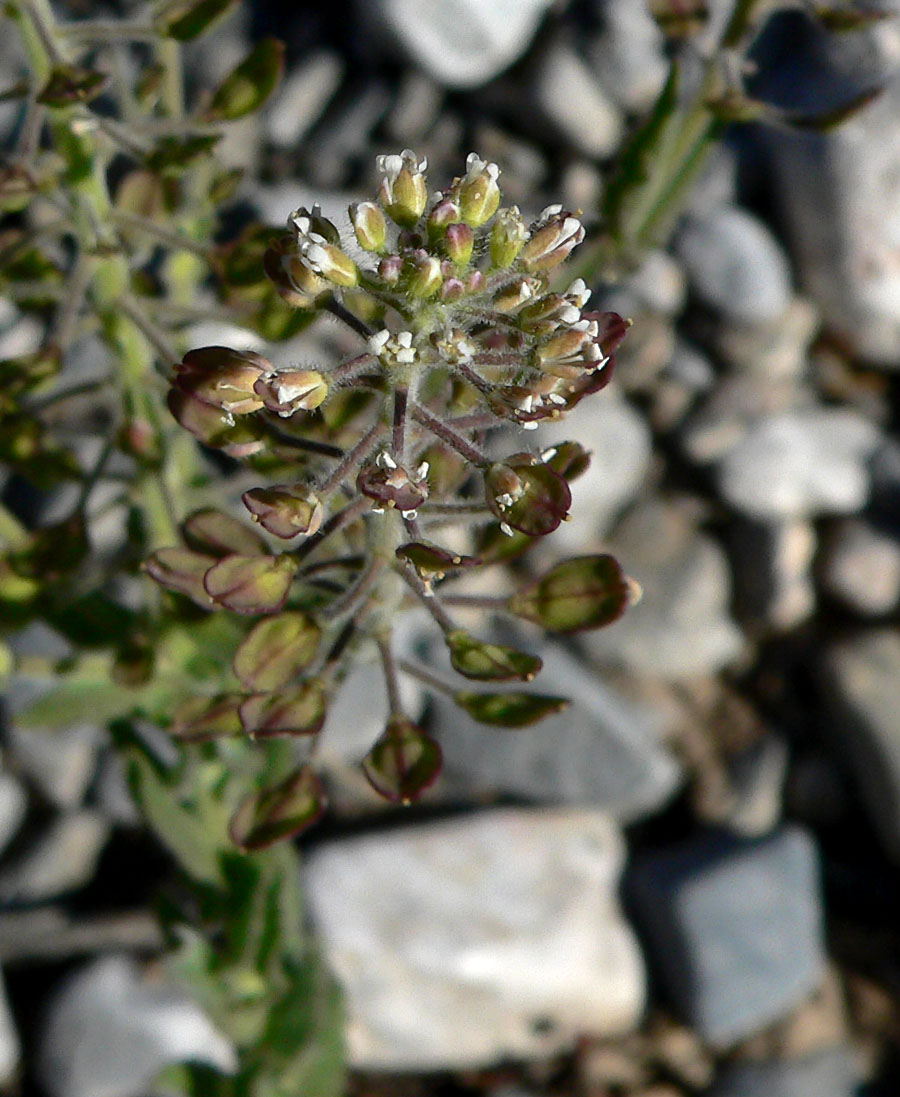 Virginia pepperweed: Lepidium virginicum var. pubescens in Kyle Canyon near junction of 157 and 158, Spring Mountains , southern Nevada [Note: This image is misidentified. As the or