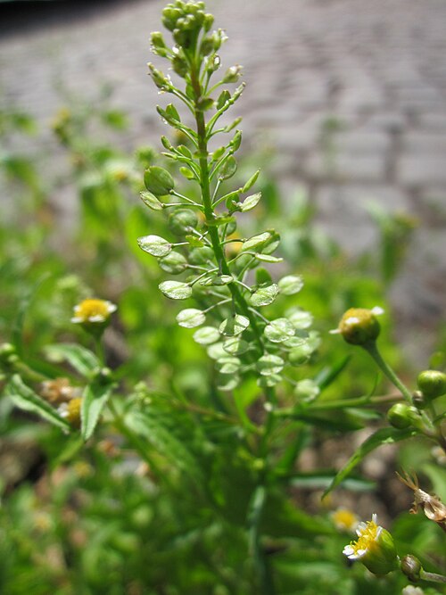 Virginia pepperweed: Virginische Kresse ( Lepidium virginicum ) an der Heinrich-Böcking-Straße in Saarbrücken