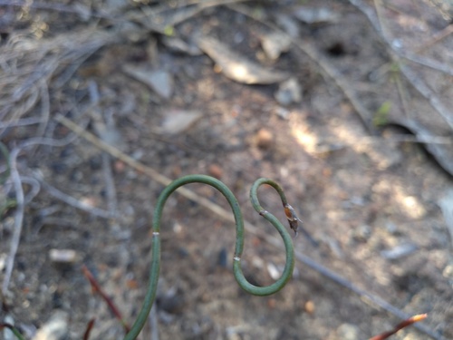 Lepidobolus drapetocoleus (Lepidobolus drapetocoleus)