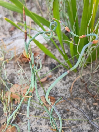 Lepidobolus drapetocoleus (Lepidobolus drapetocoleus)
