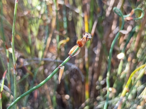 Lepidobolus drapetocoleus (Lepidobolus drapetocoleus)