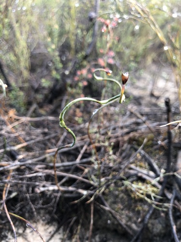 Lepidobolus drapetocoleus (Lepidobolus drapetocoleus)