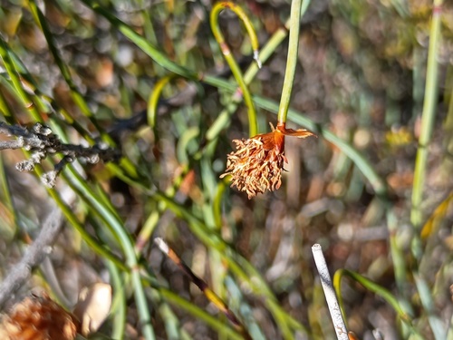 Lepidobolus drapetocoleus (Lepidobolus drapetocoleus)
