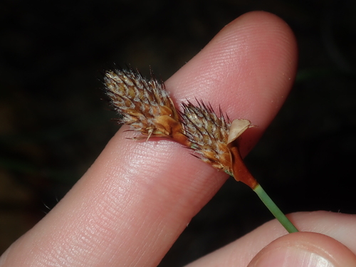 Lepidobolus preissianus (Lepidobolus preissianus)