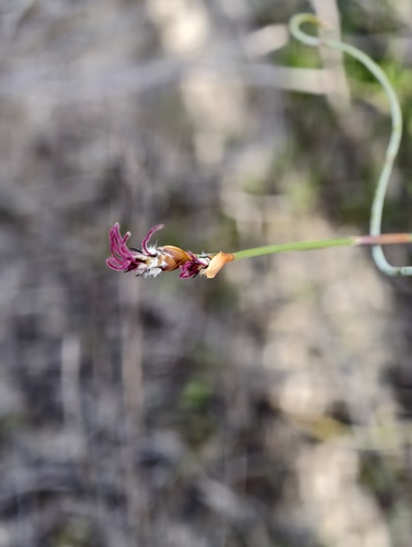 Lepidobolus preissianus (Lepidobolus preissianus)