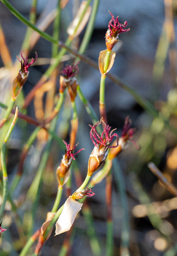 Lepidobolus preissianus (Lepidobolus preissianus)