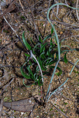 Lepidobolus preissianus (Lepidobolus preissianus)