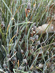 Lepidobolus preissianus (Lepidobolus preissianus)