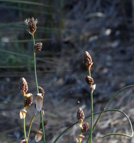 Lepidobolus preissianus (Lepidobolus preissianus)