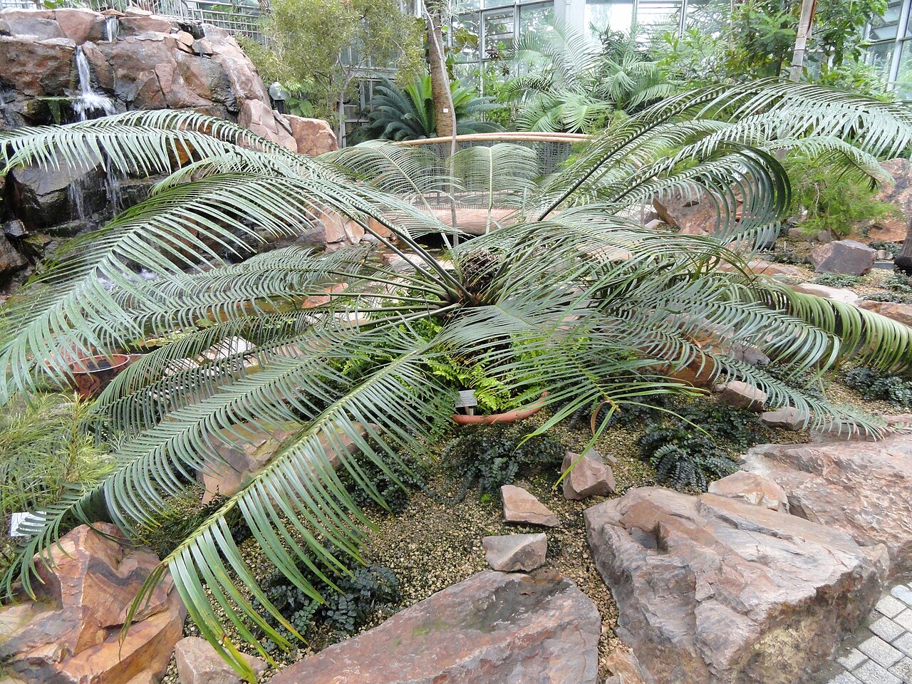 Scaly zamia: Botanical specimen in the Palmengarten, Frankfurt am Main, Germany.