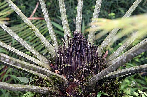 Scaly zamia: Location taken: Wilson Botanical Garden, Las Cruces Biological Station, Costa Rica. Names: Lepidozamia peroffskyana Classification: Plantae > Cycadophyta > Cyca