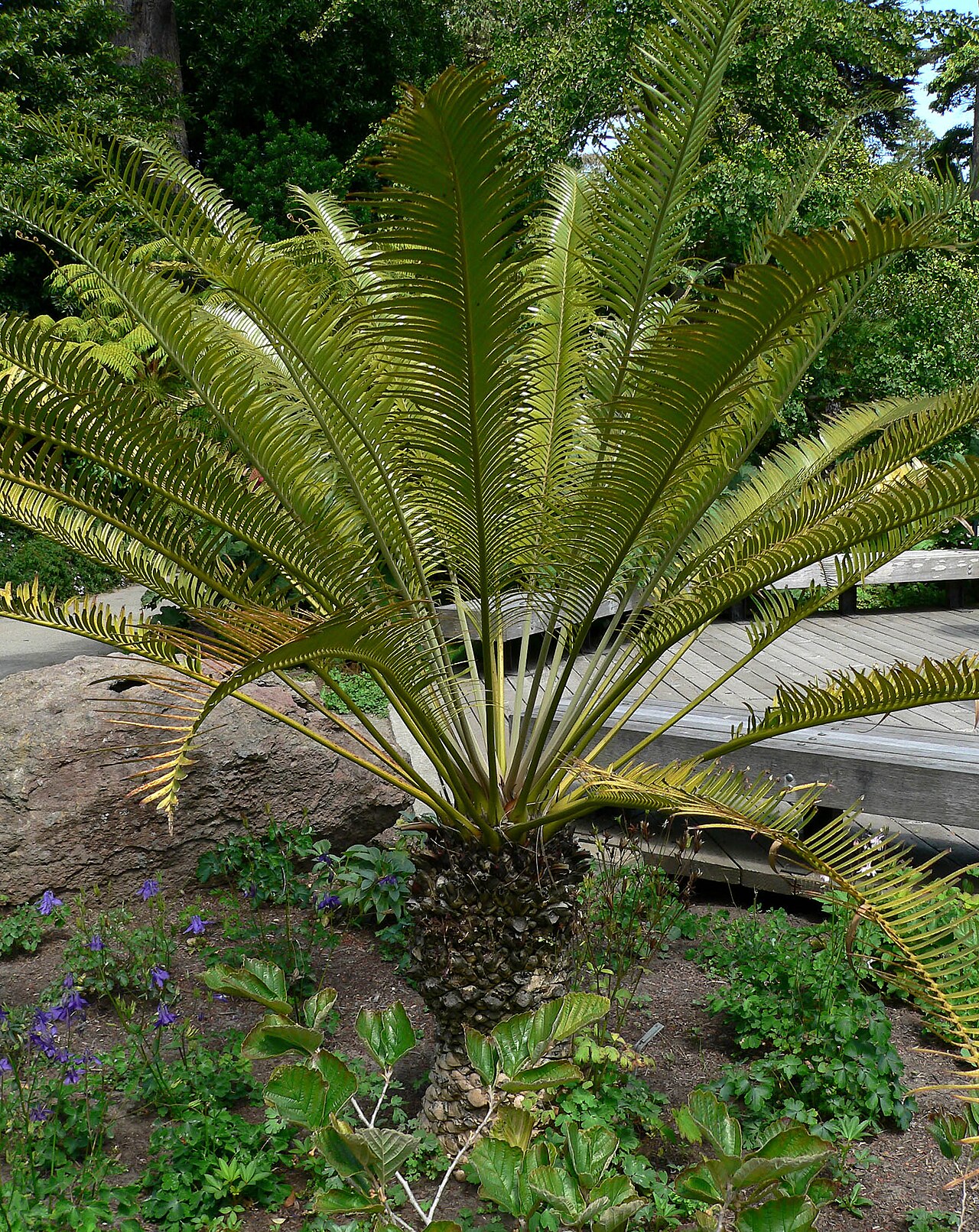 Scaly zamia: Photo of Lepidozamia peroffskyana at the San Francisco Botanical Garden