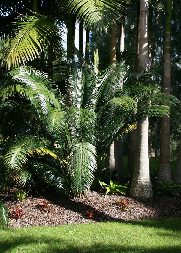 Scaly zamia: Lepidozamia peroffskyana growing here under Archontophoenix palms at Kerikeri, New Zealand.