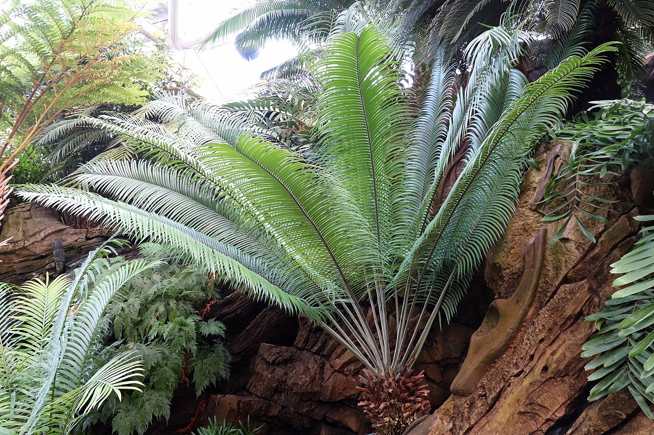 Scaly zamia: Botanical specimen in the Brooklyn Botanic Garden, Brooklyn, New York, USA.