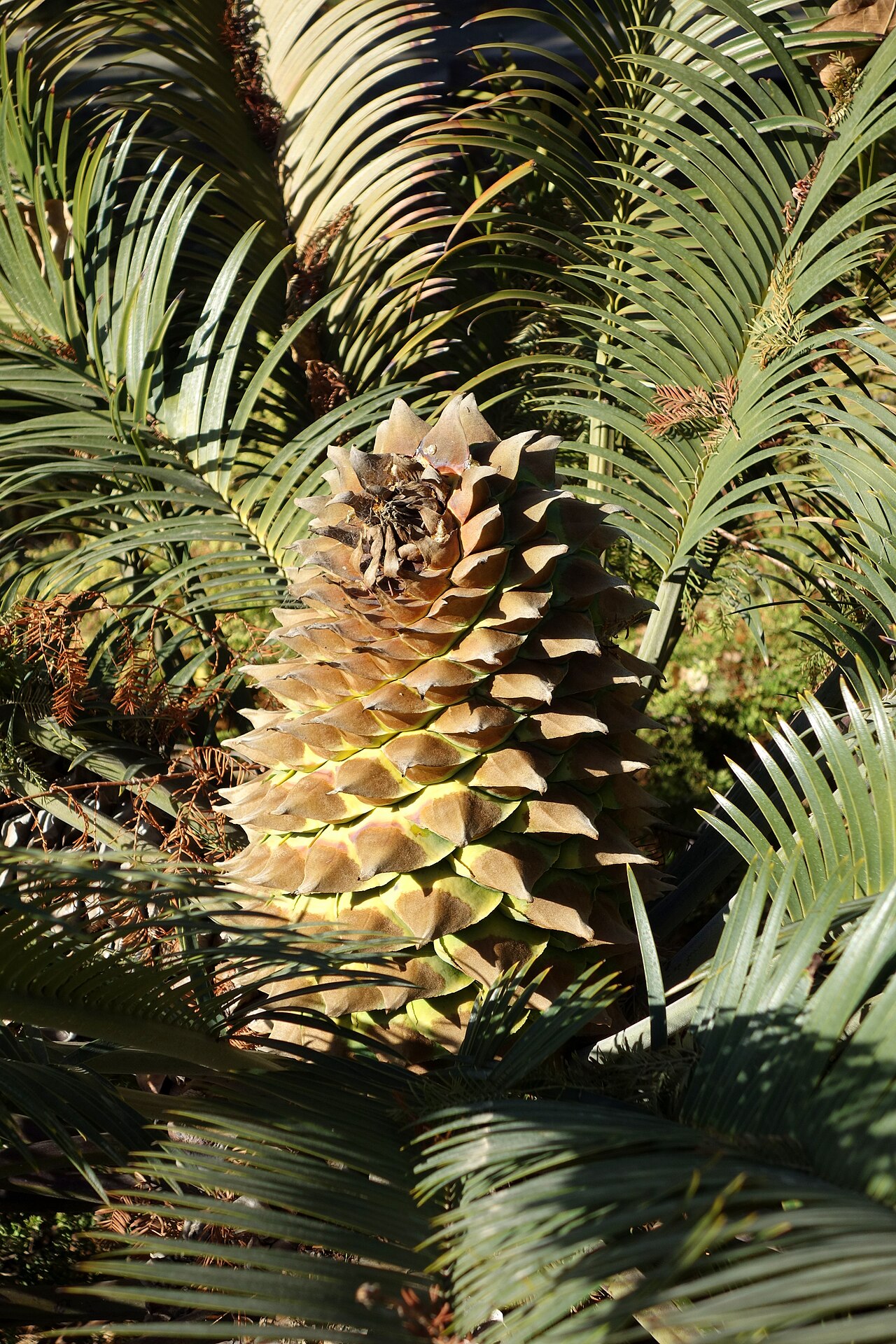 Scaly zamia: Botanical specimen in Leaning Pine Arboretum, California Polytechnic State University, San Luis Obispo, California, USA.