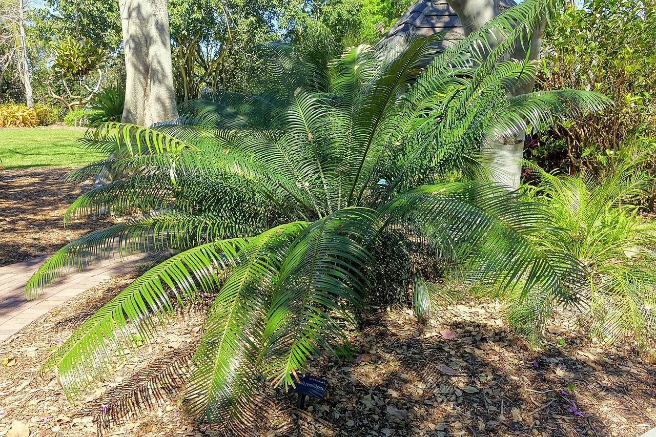 Scaly zamia: Botanical specimen in the Marie Selby Botanical Gardens - Sarasota, Florida, USA.