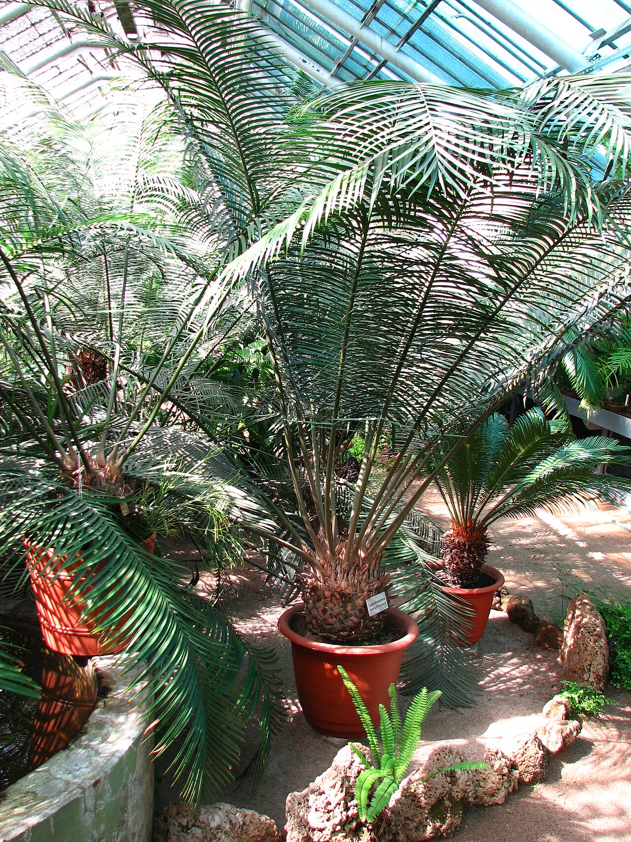 Scaly zamia: Lepidozamia peroffskyana in greenhouse of the Botanical garden Saint Petersburg .