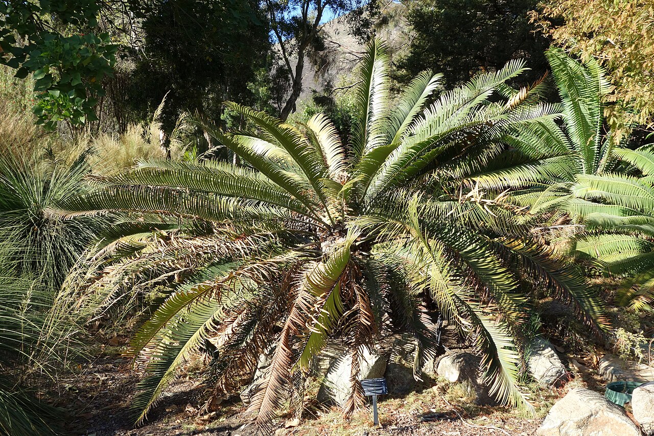 Scaly zamia: Botanical specimen in Leaning Pine Arboretum, California Polytechnic State University, San Luis Obispo, California, USA.