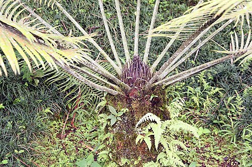 Scaly zamia: Location taken: Wilson Botanical Garden, Las Cruces Biological Station, Costa Rica. Names: Lepidozamia peroffskyana Classification: Plantae > Cycadophyta > Cyca