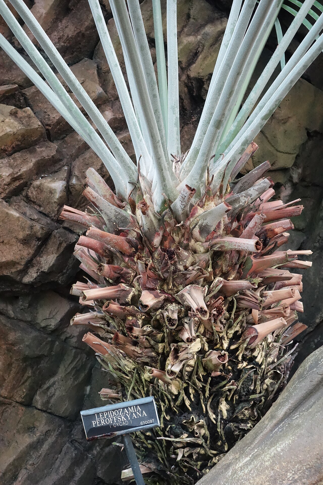 Scaly zamia: Botanical specimen in the Brooklyn Botanic Garden, Brooklyn, New York, USA.