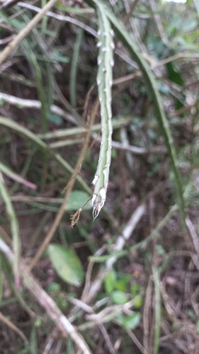 Lepismium cruciforme (Lepismium cruciforme)