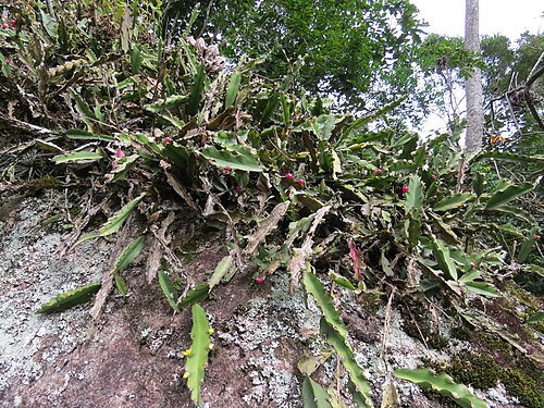 Lepismium cruciforme: Ramos floridos e frutificando