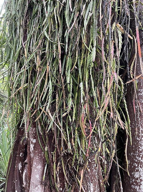 Lepismium cruciforme: Lepismium cruciforme, San Martín, San Martín, Corrientes, AR, 2022-05-28 (iNaturalist).