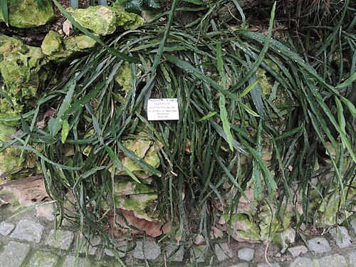 Lepismium cruciforme: Botanical specimen in the Palmengarten, Frankfurt am Main, Germany.