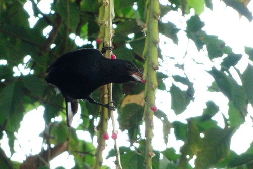 Lepismium cruciforme (Lepismium cruciforme)