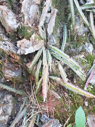 Lepismium cruciforme (Lepismium cruciforme)